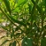 河南商丘小米椒种植基地，青的大量上市了欢迎前来采购深加工