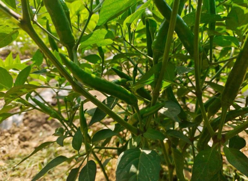 河南商丘小米椒种植基地，青的大量上市了欢迎前来采购深加工