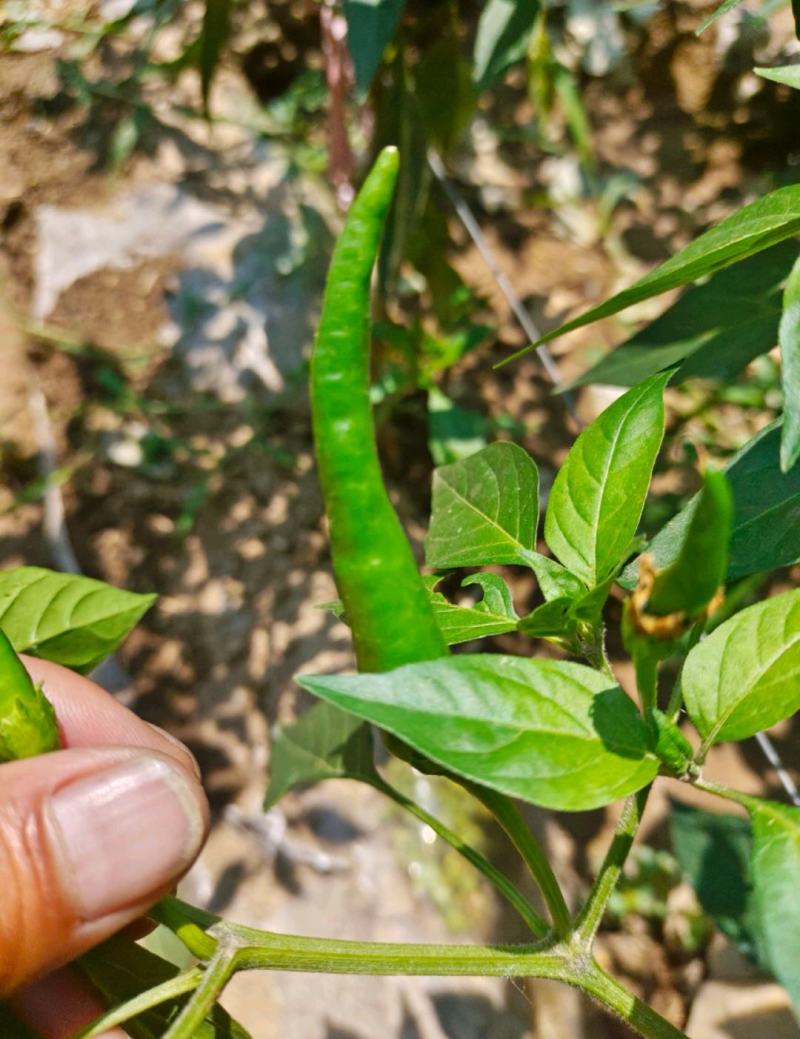 河南商丘小米椒种植基地，青的大量上市了欢迎前来采购深加工