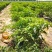 河南商丘小米椒种植基地，青的大量上市了欢迎前来采购深加工