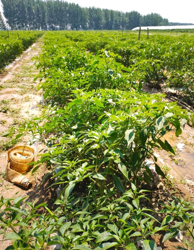 河南商丘小米椒种植基地，青的大量上市了欢迎前来采购深加工