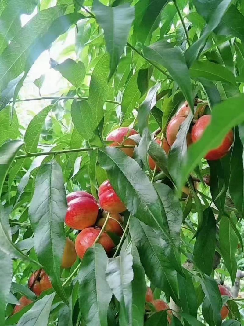 太白山下油桃，大量出售，来老板合作