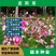波斯菊种子，格桑花种子景赏花海绿化庭院易种易活花籽花种子