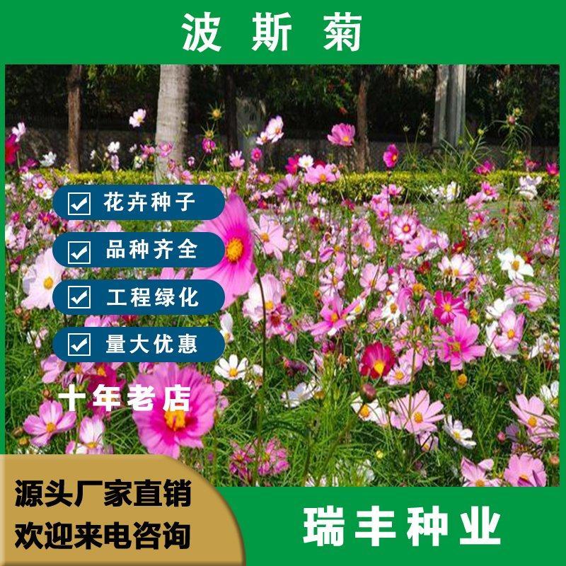 波斯菊种子，格桑花种子景赏花海绿化庭院易种易活花籽花种子