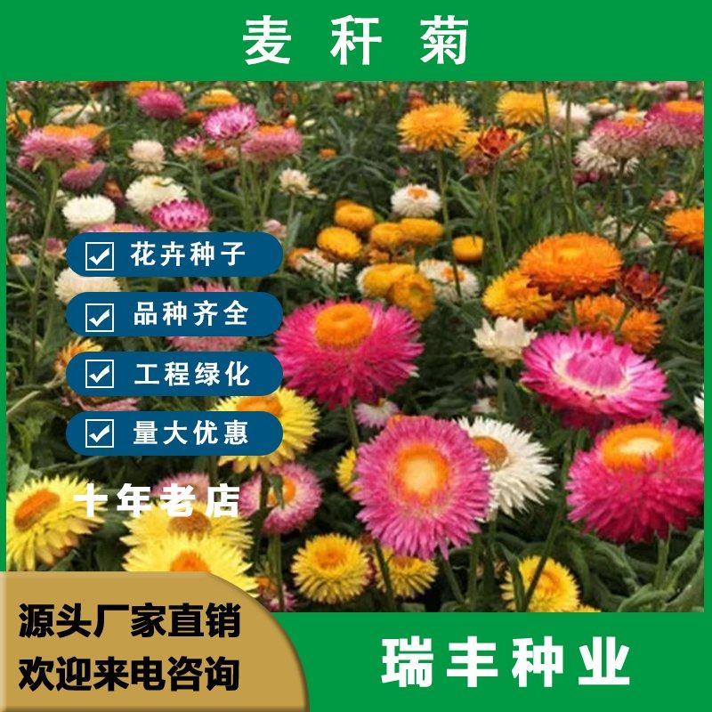 麦秆菊种子，腊菊种籽庭院景观绿化盆栽花卉室内阳台易种花卉