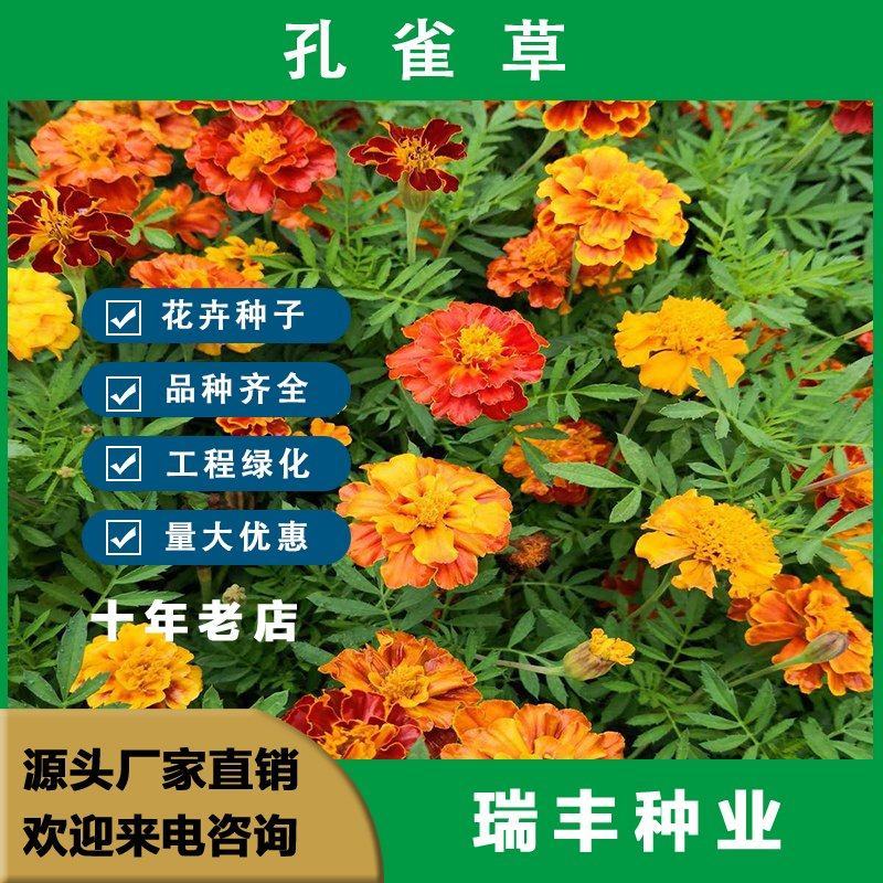 孔雀草种子，孔雀花种子，花种子景观绿化花卉种子，种子批发