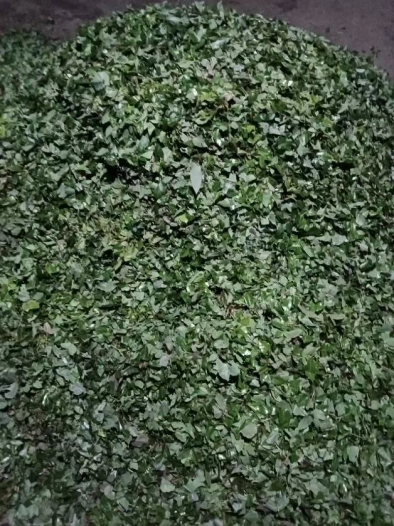 藤茶，又叫茅岩青霜茶，青霜吉藤茶，神仙茶，龙须茶等。