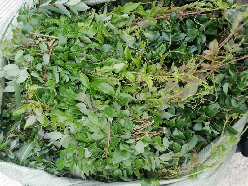 藤茶，又叫茅岩青霜茶，青霜吉藤茶，神仙茶，龙须茶等。