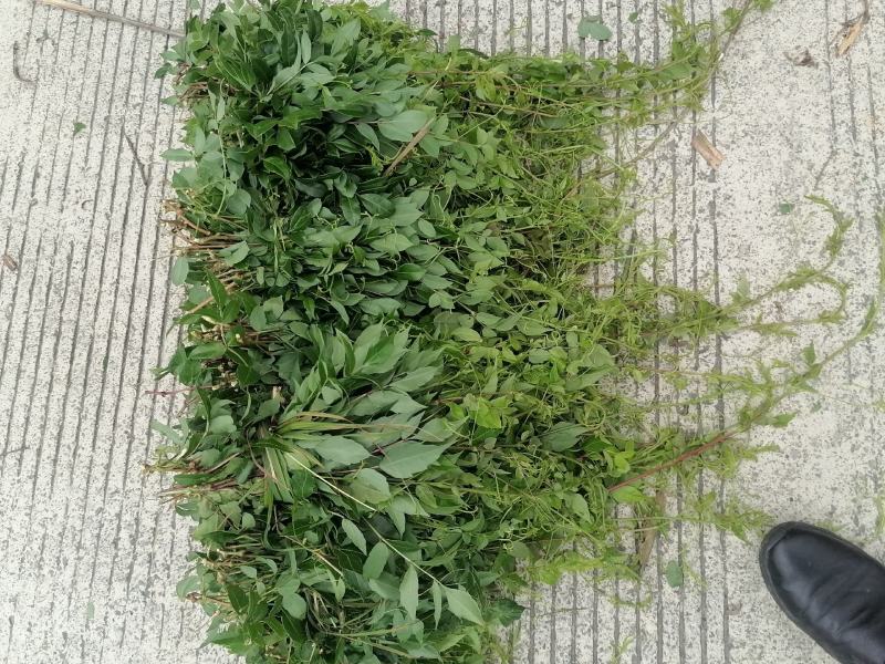 藤茶，又叫茅岩青霜茶，青霜吉藤茶，神仙茶，龙须茶等。