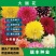 大丽花种球，巨型花种球四季庭院阳台室内外盆栽花卉大丽花种