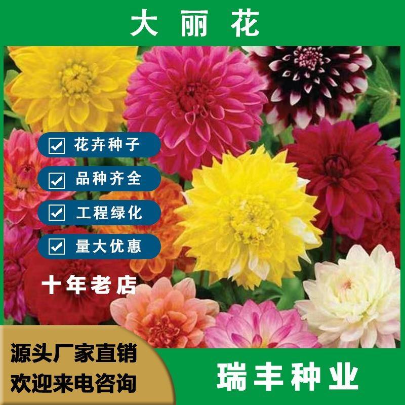 大丽花种球，巨型花种球四季庭院阳台室内外盆栽花卉大丽花种