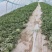 美都麒麟西瓜保质保量基地直发对接市场商超诚信经营欢迎来