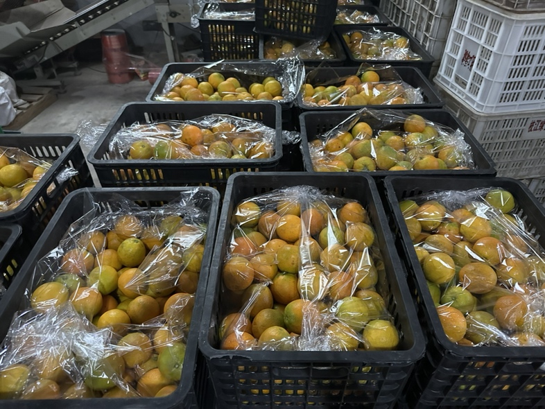 夏橙冷藏储存示意图