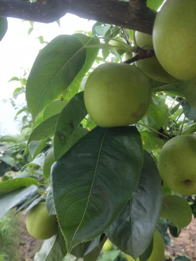 多汁脆甜化渣（核小）的翠冠梨上市了上市了上市了