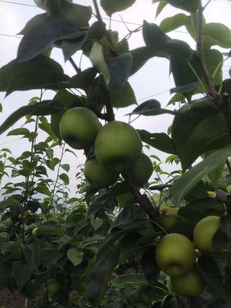 多汁脆甜化渣（核小）的翠冠梨上市了上市了上市了