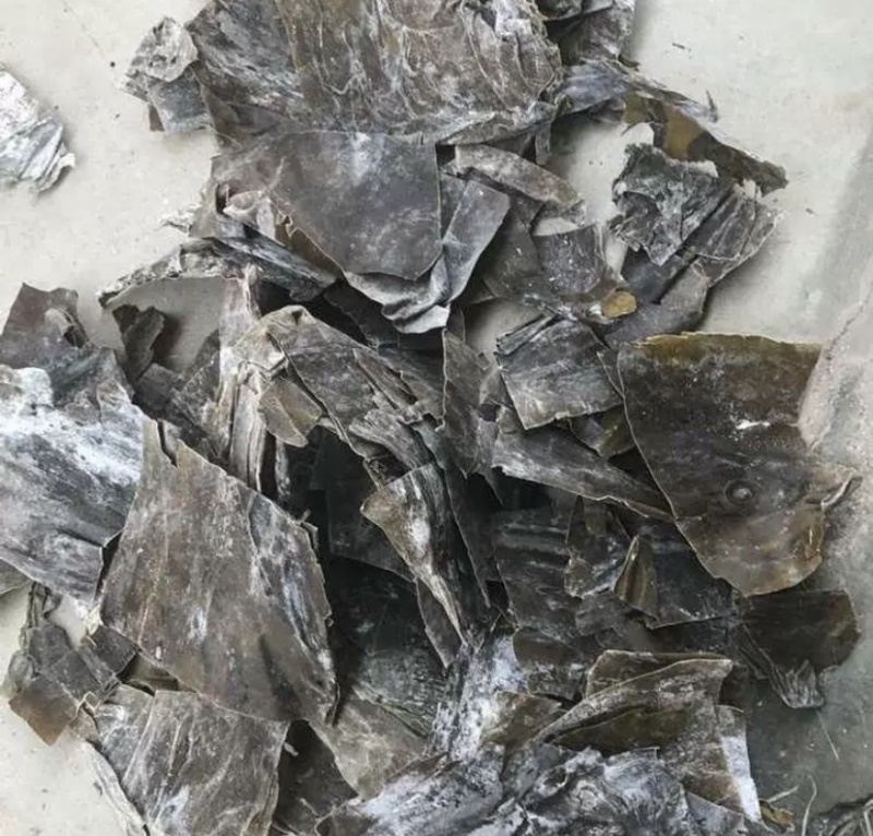 蓬莱长岛精品海带干海带无沙产地直发量大从优