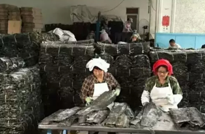 蓬莱长岛精品海带干海带无沙产地直发量大从优