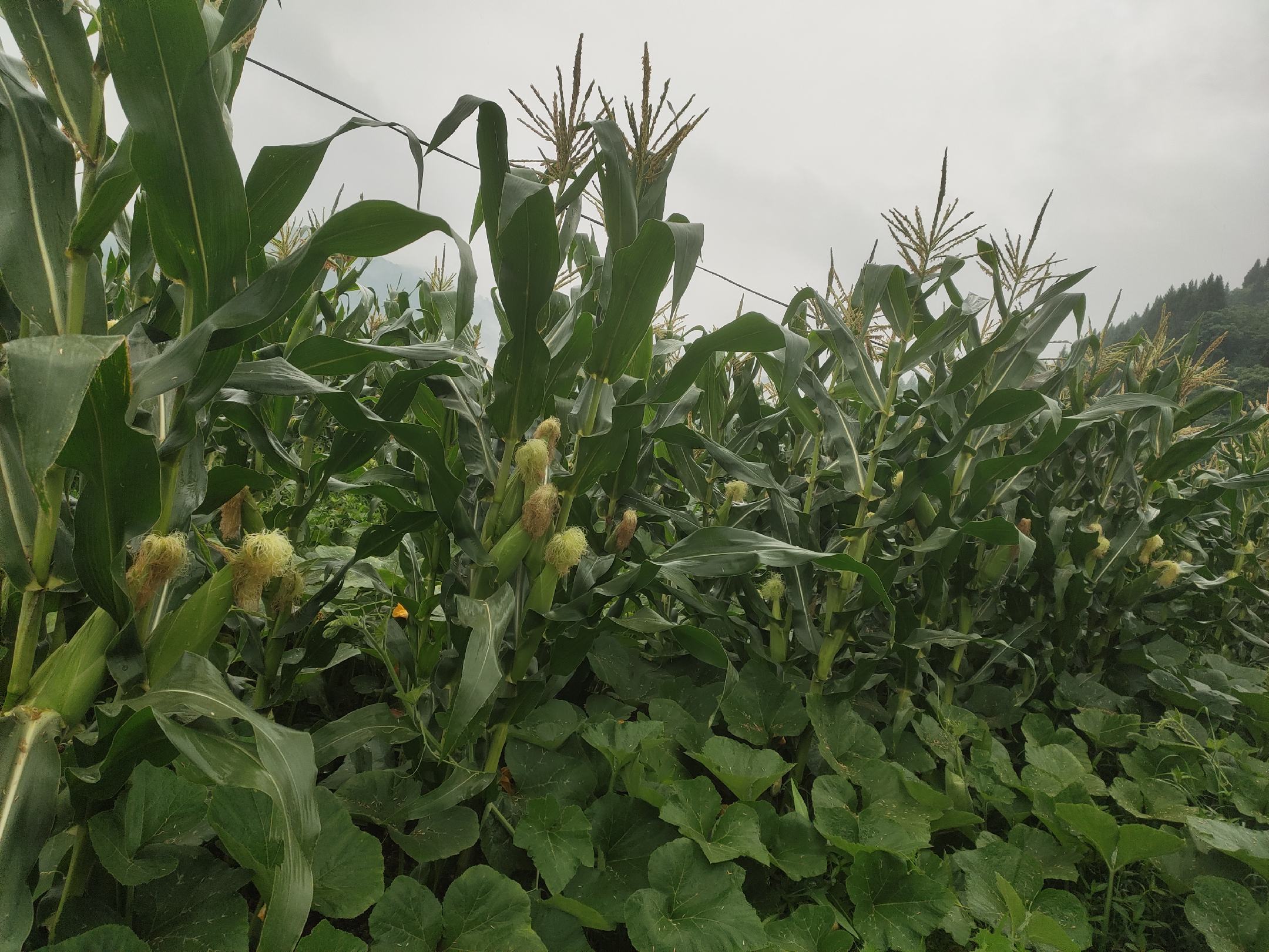 甜玉米田地全景