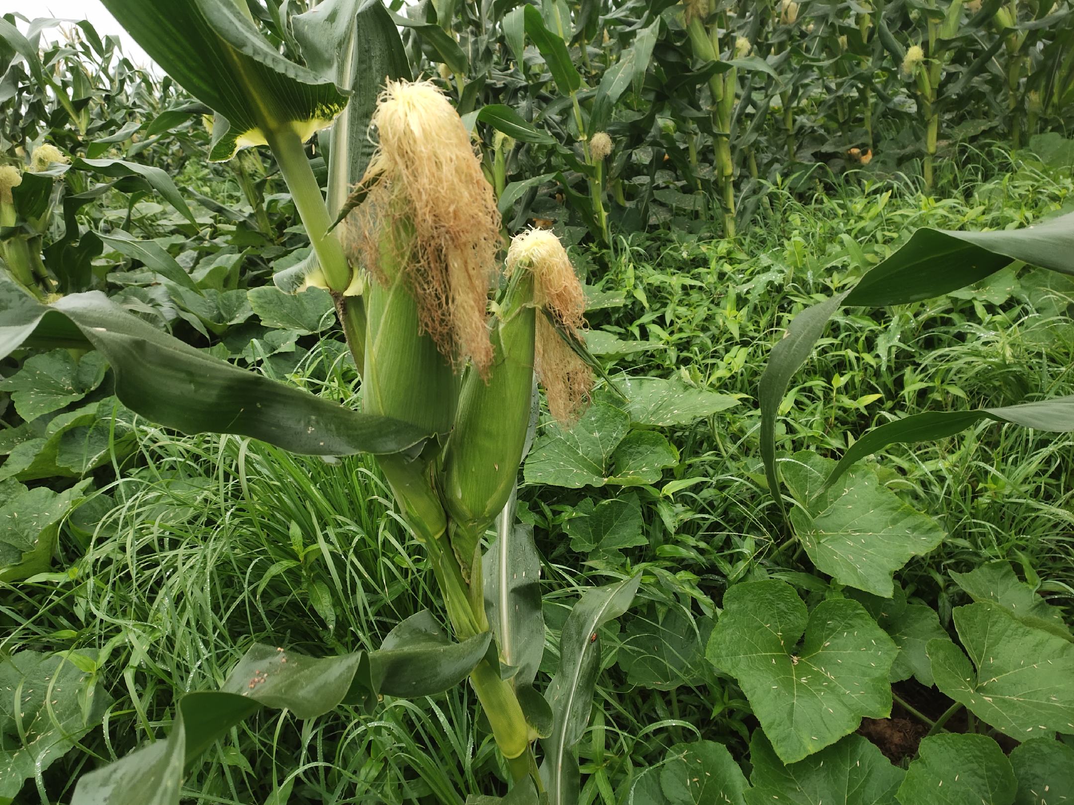 甜玉米保鲜全流程图示