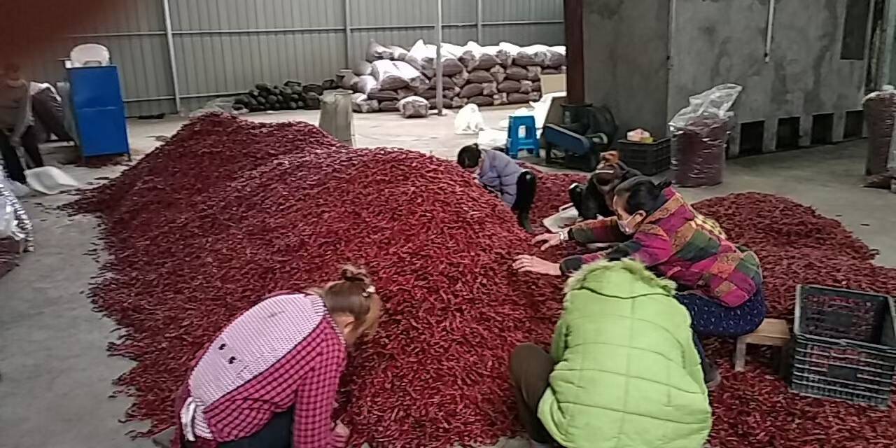 干辣椒加工生产线