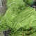 【产地直供】湖北豇长豆角青条豆角可提供分拣打冷精挑选等！