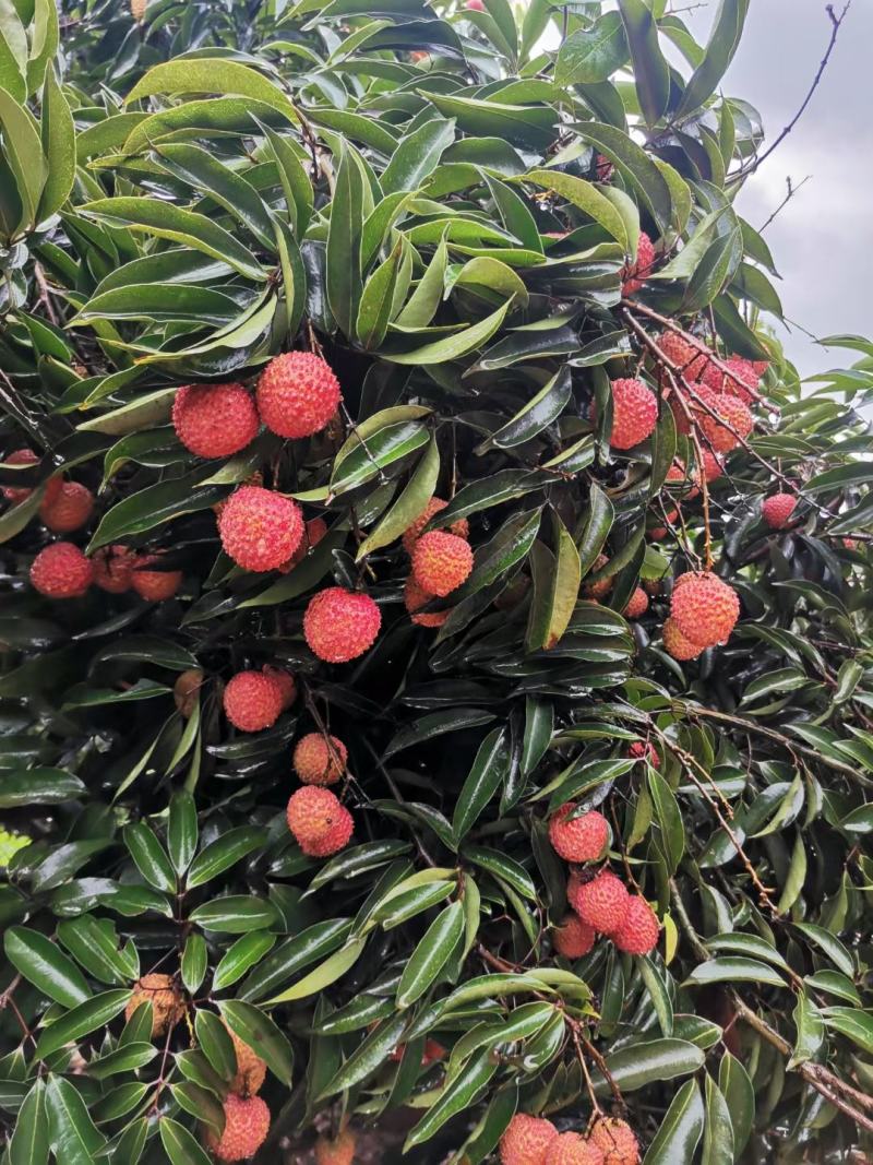 广西灵山桂味荔枝