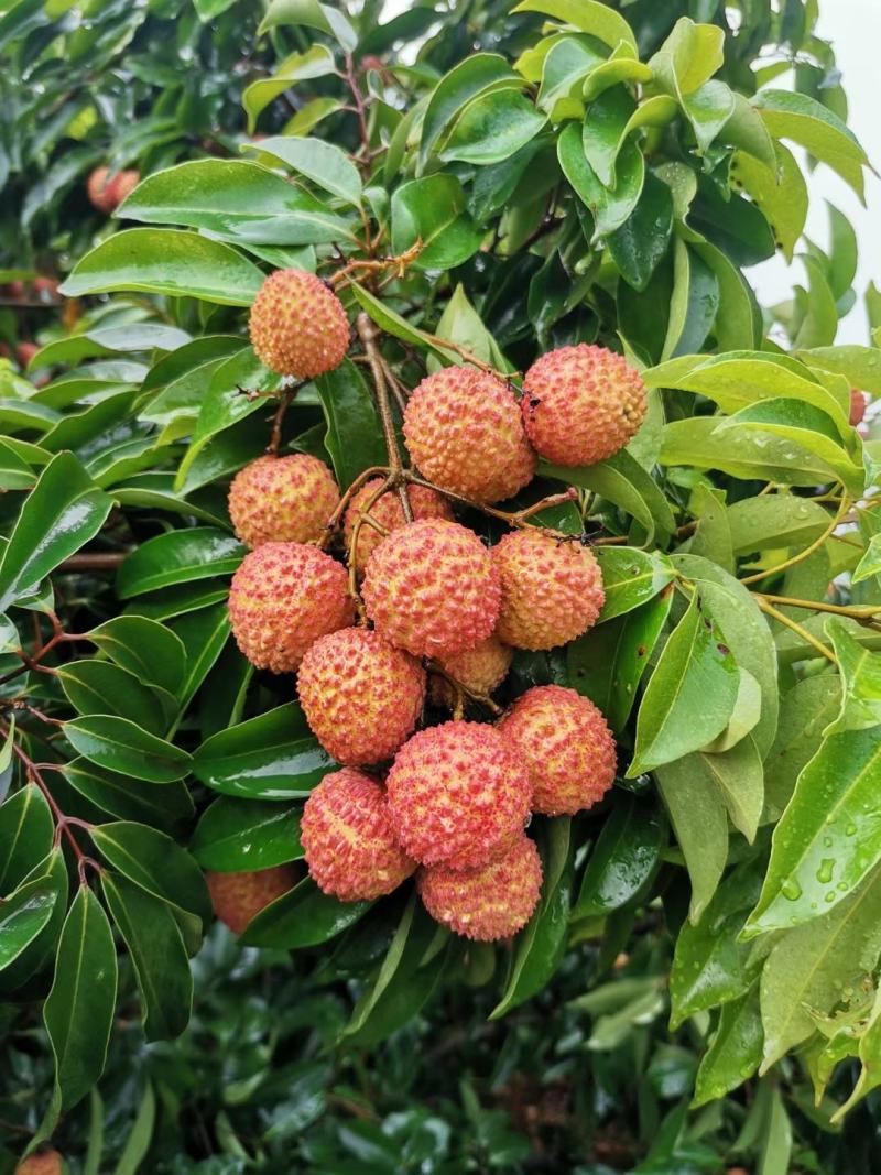 广西灵山桂味荔枝