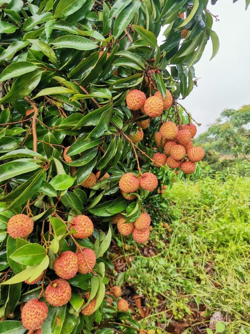 广西灵山桂味荔枝