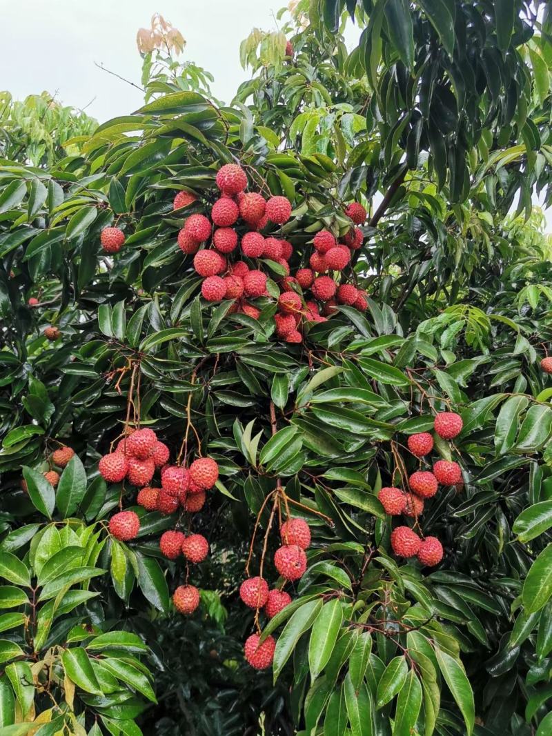 广西灵山桂味荔枝
