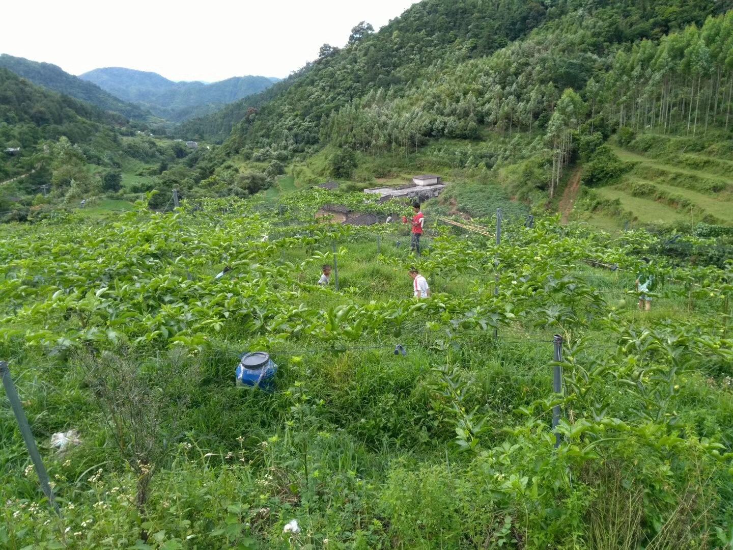 百香果春季种植现场