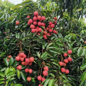 广西灵山桂味荔枝