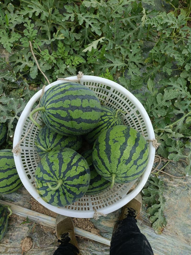 无籽美都，产地直销量大优惠，现场看货，免费吃住，诚信经营