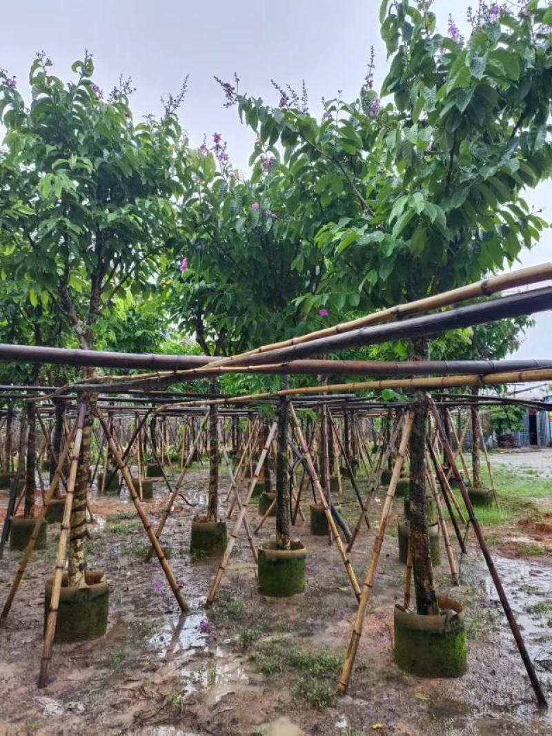 [热卖]广东紫薇5/20分大叶紫薇五里香红薇花