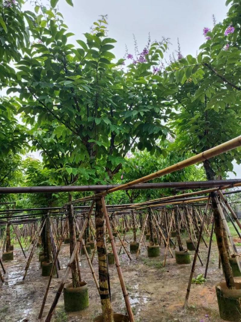 [热卖]广东紫薇5/20分大叶紫薇五里香红薇花