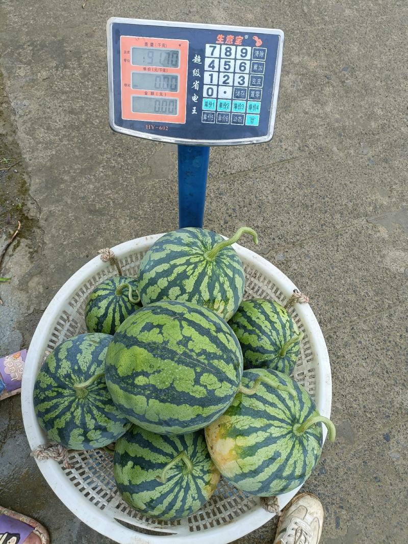 无籽美都，产地直销量大优惠，现场看货，免费吃住，诚信经营