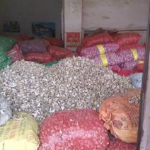 四川什邡优质蒜种，货量大，货品优质欢迎采购