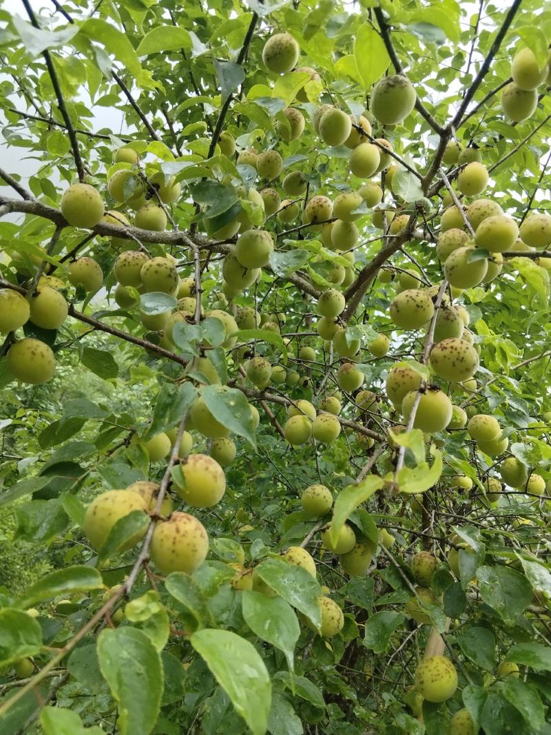 四川马边青梅乌梅