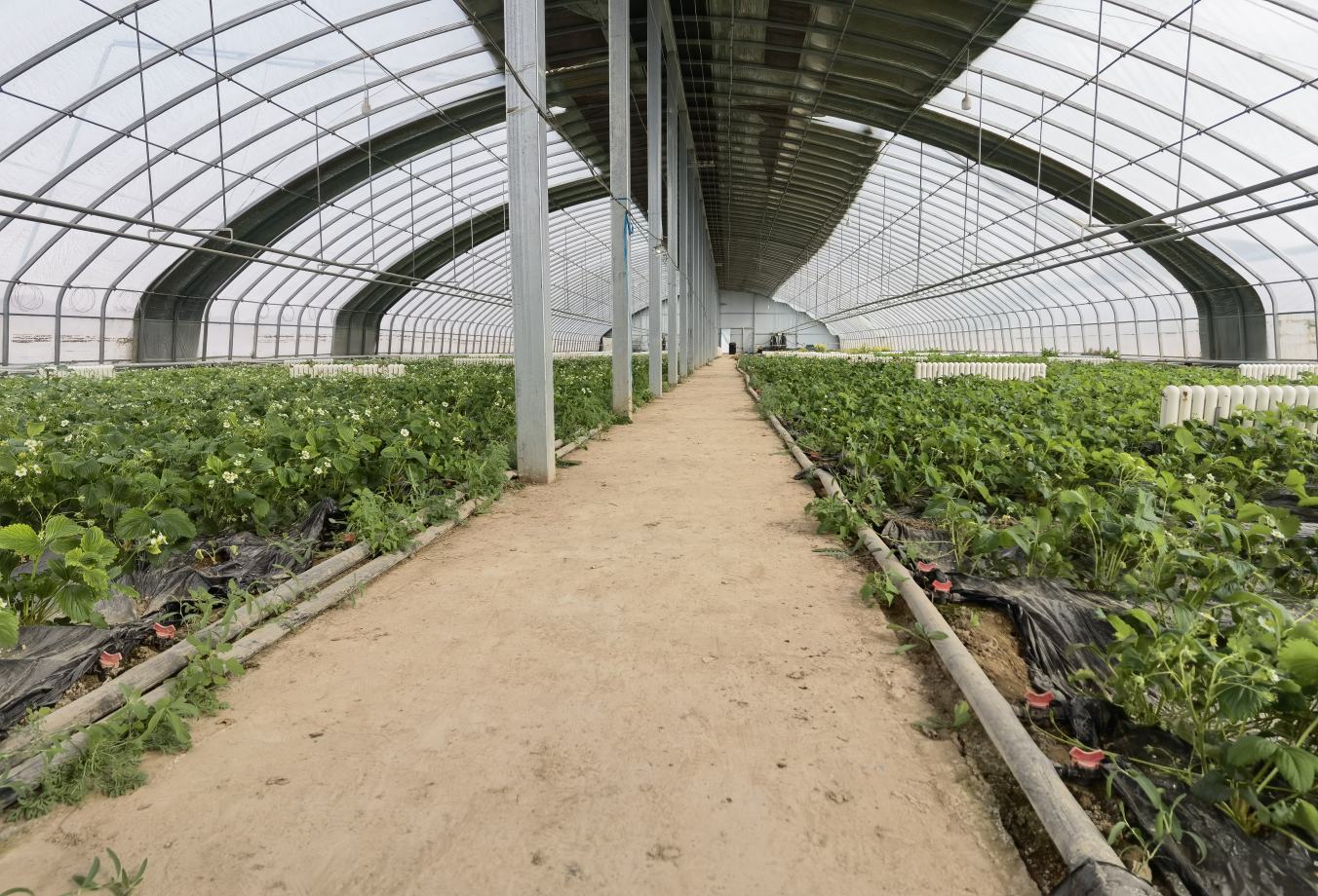 展示现代化大棚种植的普罗旺斯番茄基地,整齐排列的大棚和绿色的植株 普罗旺斯番茄种植基地航拍图