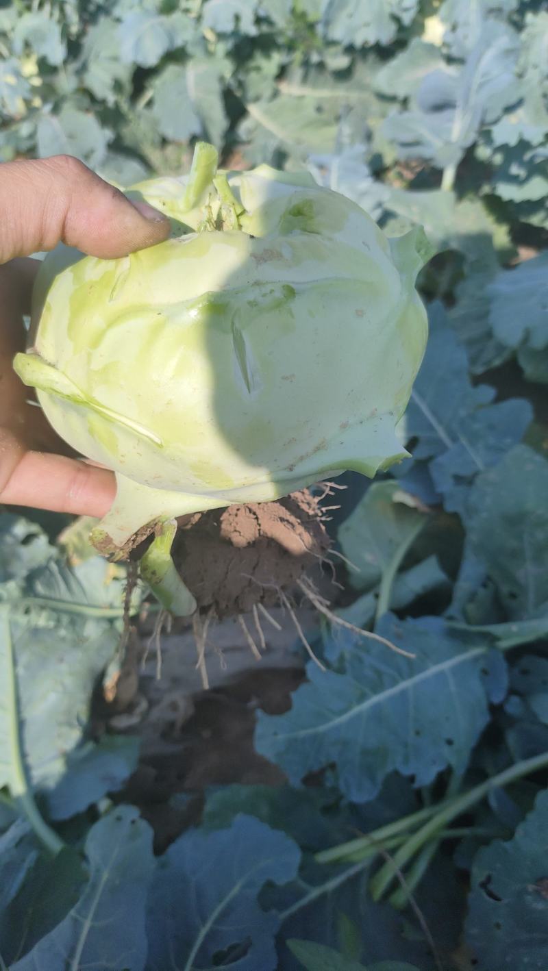 蔬菜