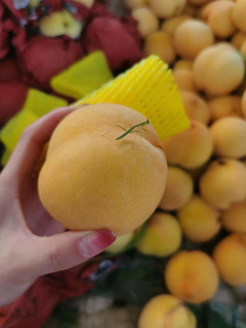 湖北锦香黄桃，自带香气的黄桃，口感香甜，全国市场可发货，