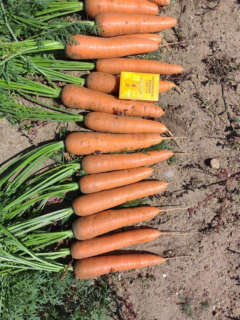 三红胡萝卜🥕大量有货，供应工厂，电商，商超，10吨起售