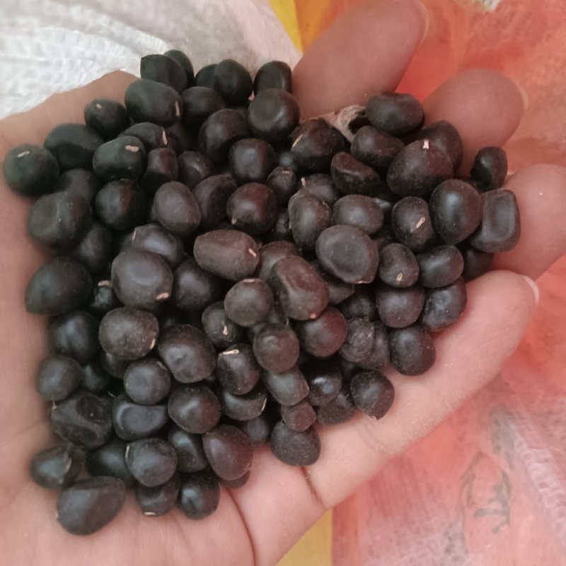 牡丹籽药用油用种植种苗
