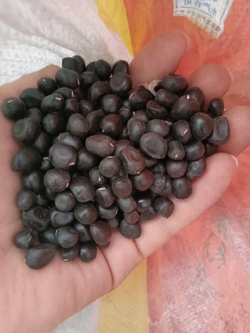 牡丹籽药用油用种植种苗
