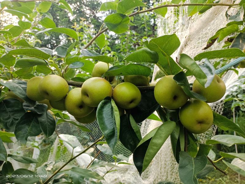 金溪县翠冠梨光果不点药