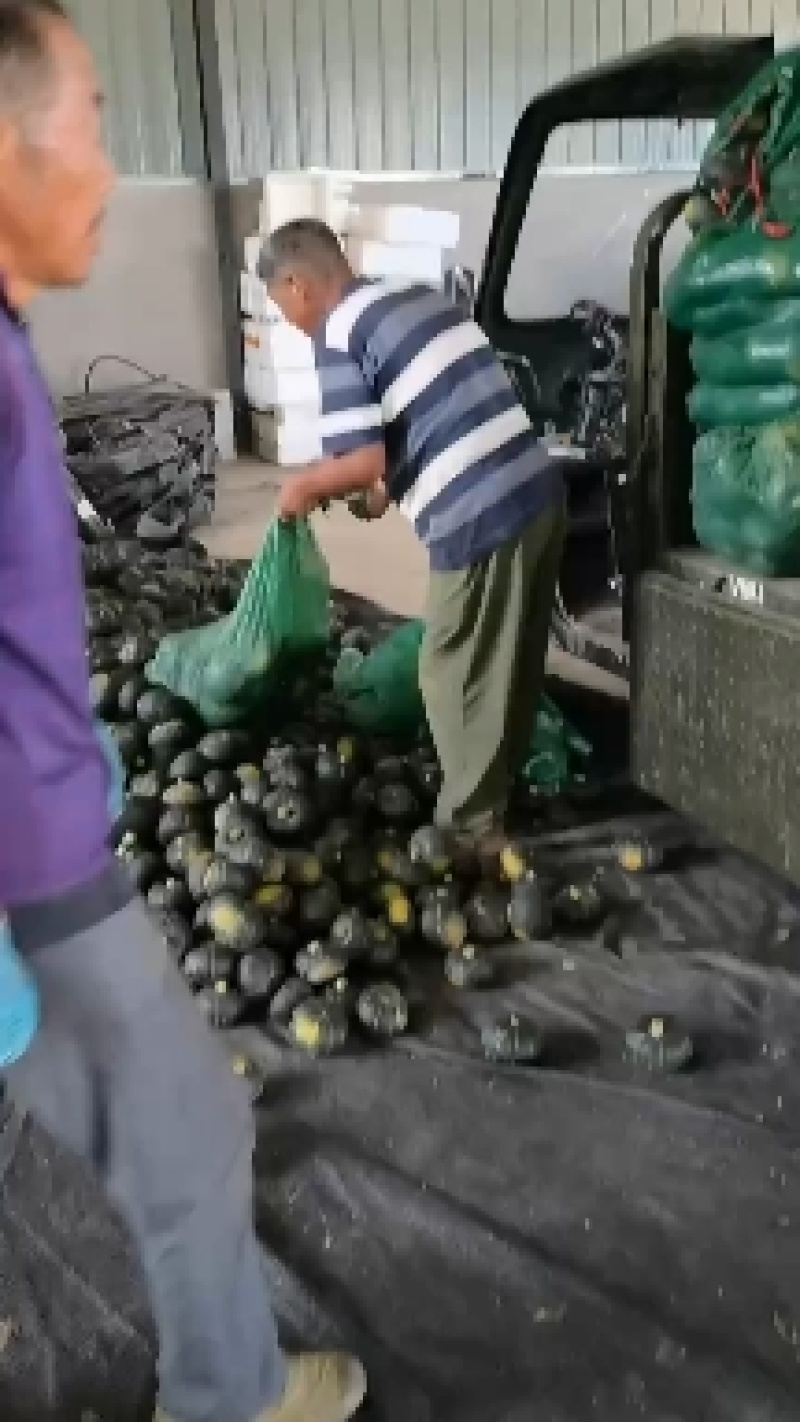 贝贝南瓜产地视频看货货源充足质量很好欢迎大家订购