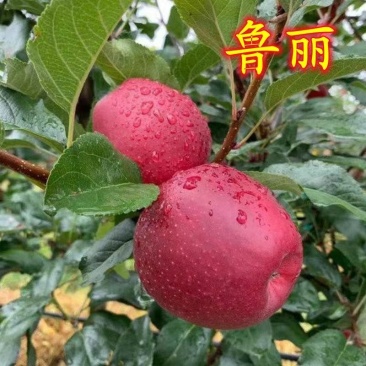 鲁丽苹果，特早熟，全红苹果，口感脆，香，多汁，酸甜爽口。