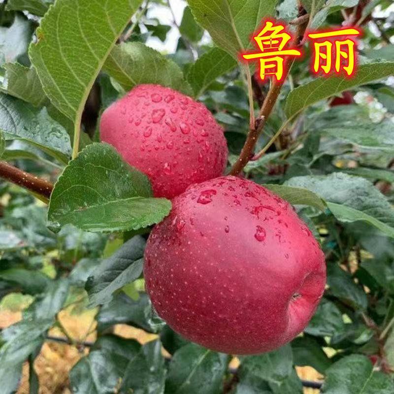 鲁丽苹果，特早熟，全红苹果，口感脆，香，多汁，酸甜爽口。