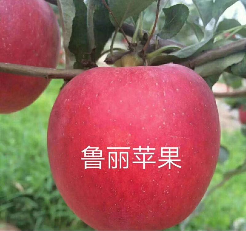 鲁丽苹果，特早熟，全红苹果，口感脆，香，多汁，酸甜爽口。