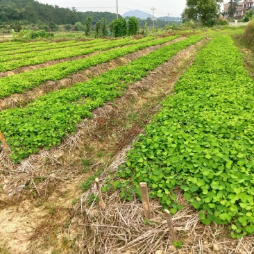 粉防己苗江西道地药材品种