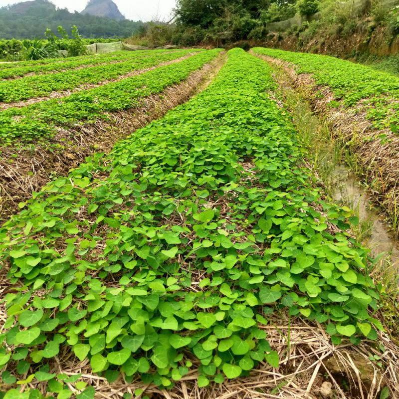 粉防己苗江西道地药材品种